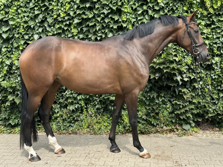 Westfaal Merrie 4 Jaar 170 cm Bruin in Rees