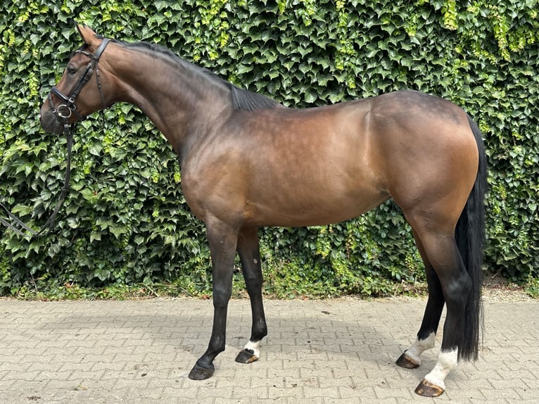 Westfaal Merrie 4 Jaar 170 cm Bruin in Rees