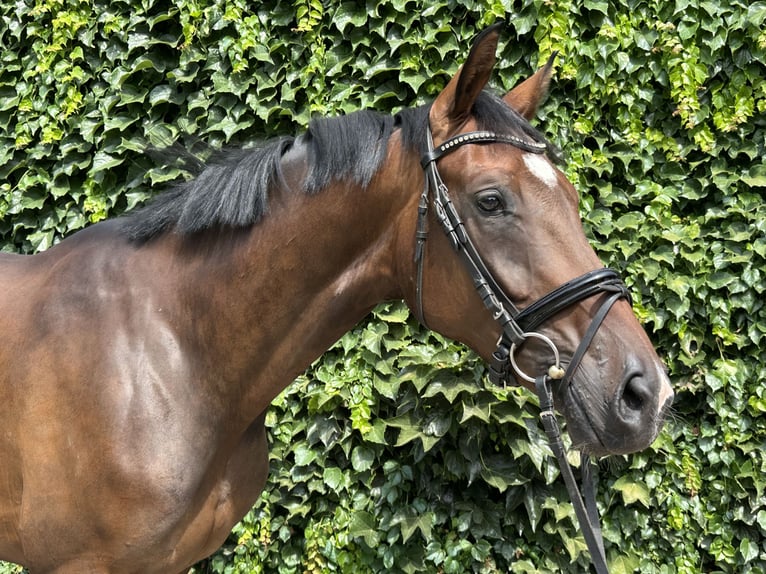 Westfaal Merrie 4 Jaar 170 cm Bruin in Rees