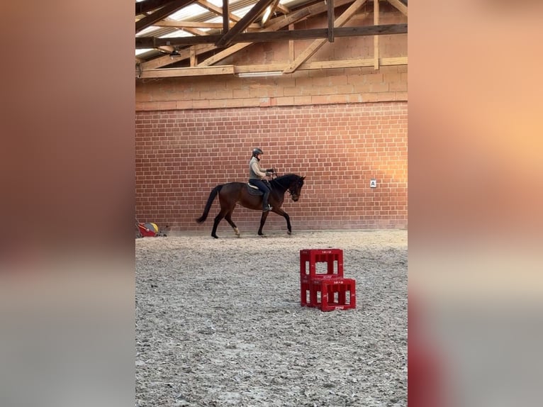 Westfaal Merrie 4 Jaar 170 cm Bruin in Zierenberg