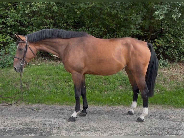 Westfaal Merrie 4 Jaar 170 cm Bruin in Freudenberg