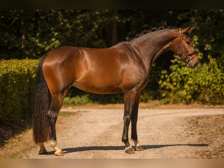 Westfaal Merrie 4 Jaar 170 cm Donkerbruin in Wehringen