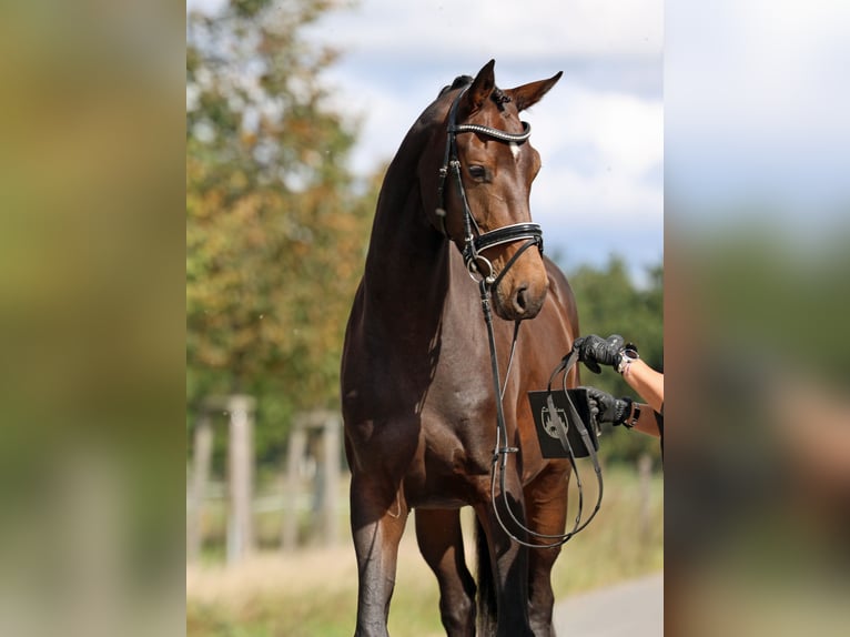 Westfaal Merrie 4 Jaar 170 cm Donkerbruin in Loewenberger Land, 30 min von Berlin