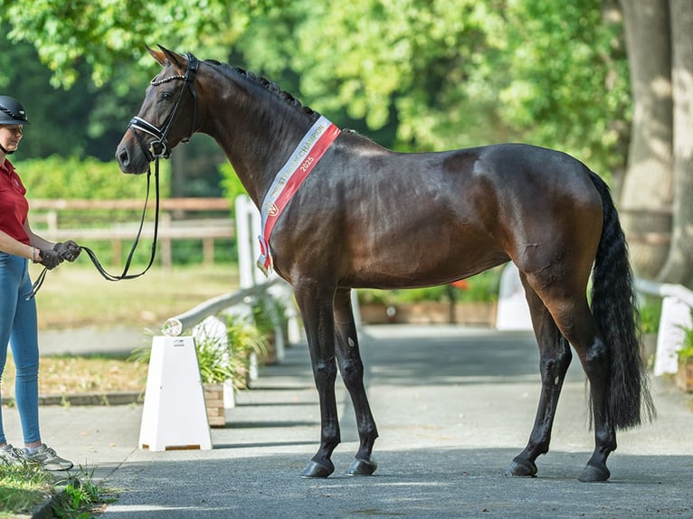 Westfaal Merrie 4 Jaar 170 cm Donkerbruin in M&#xFC;nster-Handorf