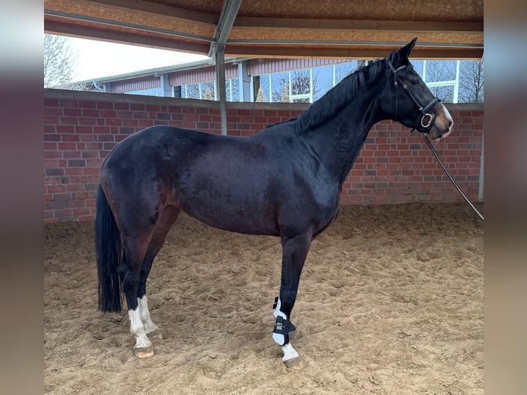 Westfaal Merrie 4 Jaar 170 cm Donkerbruin in M&#xFC;nster