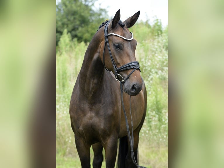 Westfaal Merrie 4 Jaar 170 cm in Sassenberg