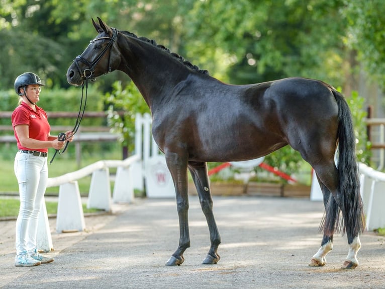 Westfaal Merrie 4 Jaar 170 cm Zwartbruin in Münster