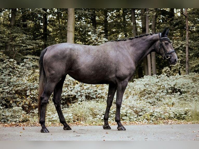 Westfaal Merrie 4 Jaar 170 cm Zwartschimmel in Osnabrück