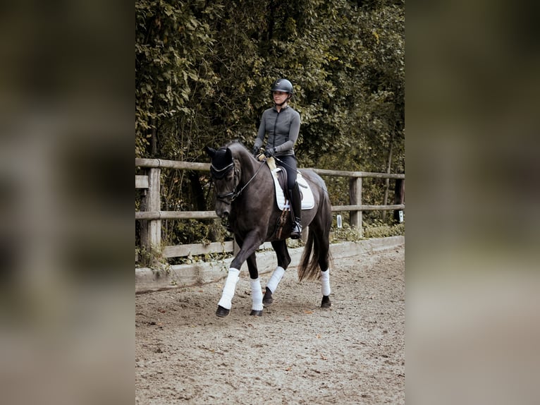 Westfaal Merrie 4 Jaar 170 cm Zwartschimmel in Osnabrück