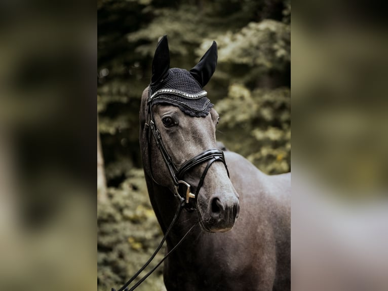 Westfaal Merrie 4 Jaar 170 cm Zwartschimmel in Osnabrück