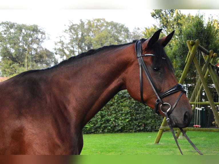 Westfaal Merrie 4 Jaar 172 cm Bruin in Freren