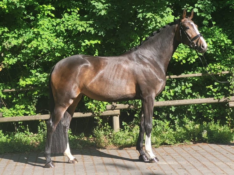 Westfaal Merrie 4 Jaar 172 cm Donkerbruin in Wiesbaden