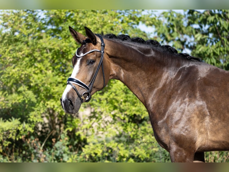 Westfaal Merrie 4 Jaar 172 cm Donkerbruin in Lehrberg