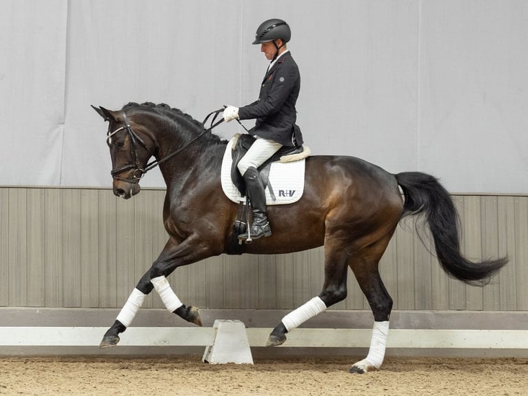 Westfaal Merrie 4 Jaar 172 cm Donkerbruin in Münster-Handorf