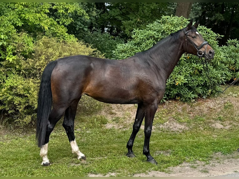 Westfaal Merrie 4 Jaar 172 cm Donkerbruin in Neu Wulmstorf