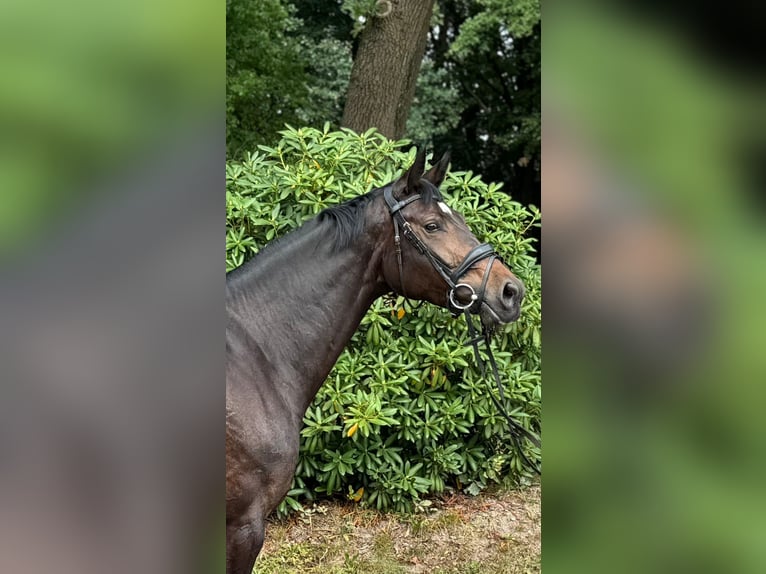 Westfaal Merrie 4 Jaar 172 cm Donkerbruin in Neu Wulmstorf