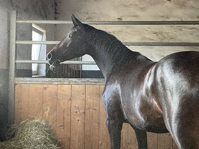 Westfaal Merrie 4 Jaar 172 cm Donkerbruin in Neu Wulmstorf