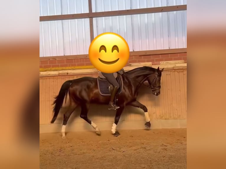 Westfaal Merrie 4 Jaar 172 cm Donkerbruin in Neu Wulmstorf
