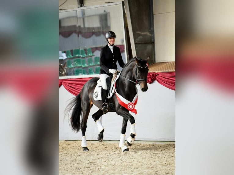 Westfaal Merrie 4 Jaar 172 cm Donkerbruin in Wysin