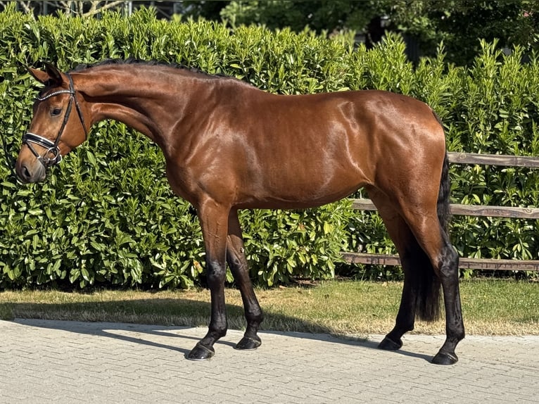 Westfaal Merrie 4 Jaar 173 cm Bruin in Visbek