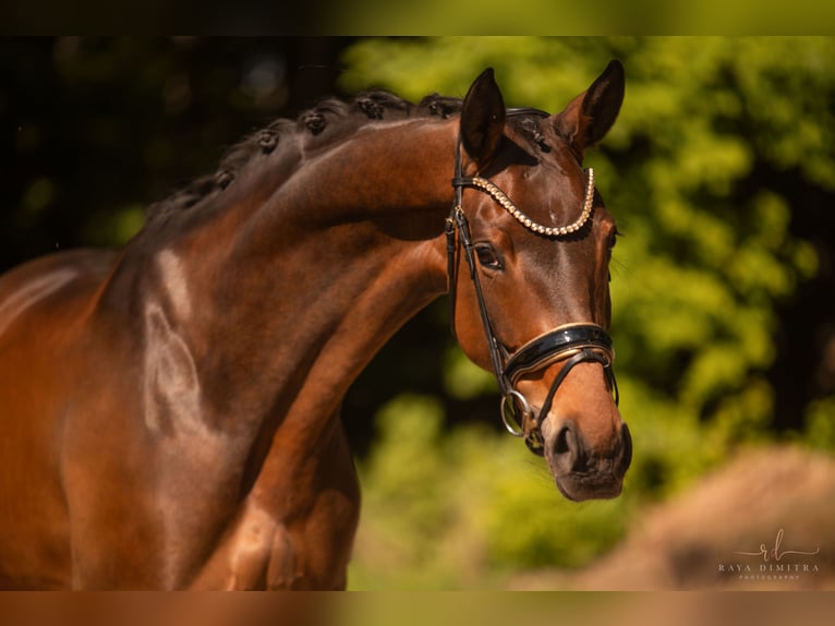 Westfaal Merrie 4 Jaar 173 cm Bruin in Wehringen