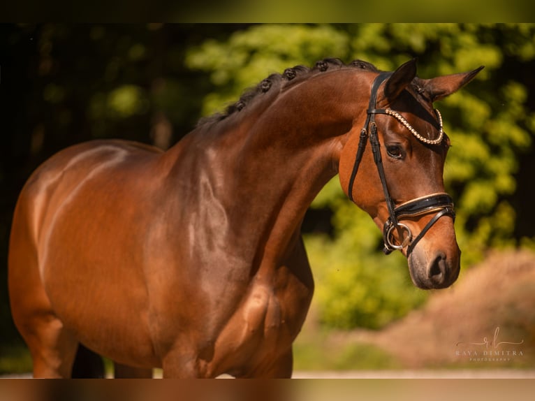 Westfaal Merrie 4 Jaar 173 cm Bruin in Wehringen