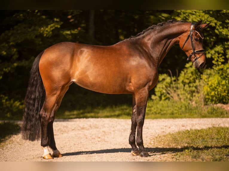 Westfaal Merrie 4 Jaar 173 cm Bruin in Wehringen