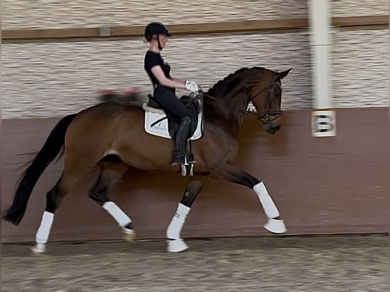 Westfaal Merrie 4 Jaar 173 cm Bruin in Wehringen