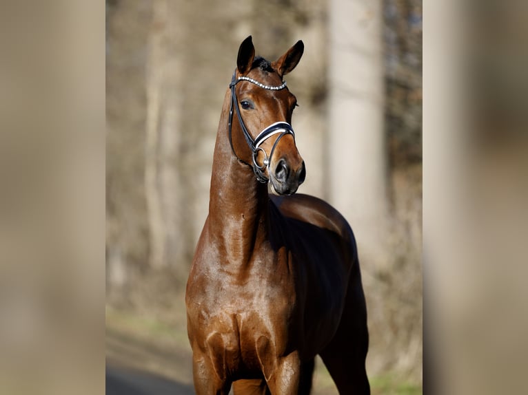 Westfaal Merrie 4 Jaar 173 cm Bruin in Steinfurt