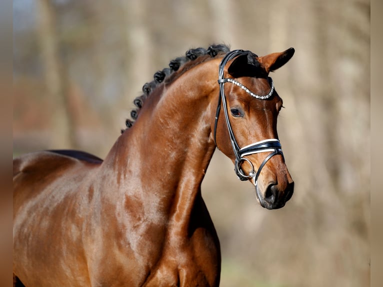 Westfaal Merrie 4 Jaar 173 cm Bruin in Steinfurt