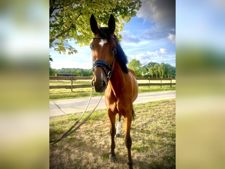Westfaal Merrie 4 Jaar 173 cm Bruin in LangenbergLangenberg