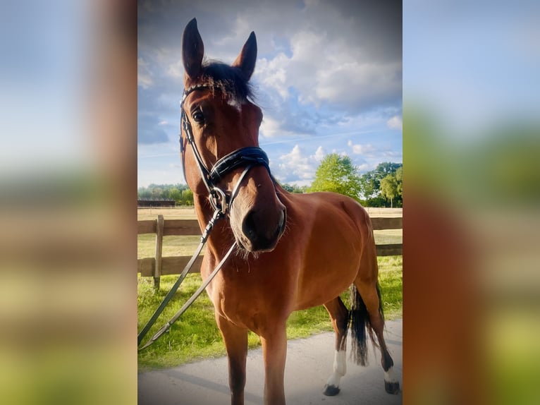 Westfaal Merrie 4 Jaar 173 cm Bruin in LangenbergLangenberg