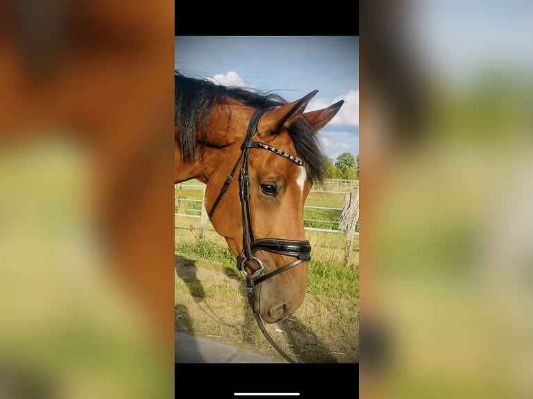 Westfaal Merrie 4 Jaar 173 cm Bruin in LangenbergLangenberg