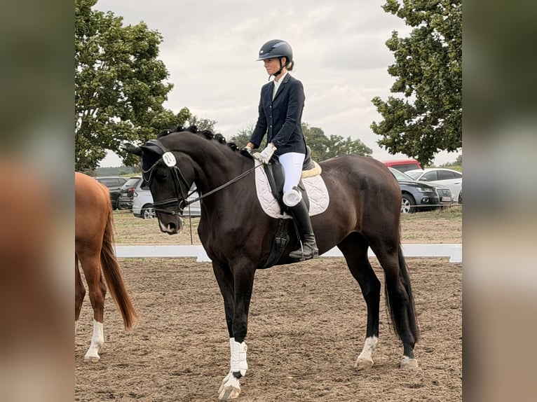 Westfaal Merrie 4 Jaar 173 cm Donkerbruin in Velpke