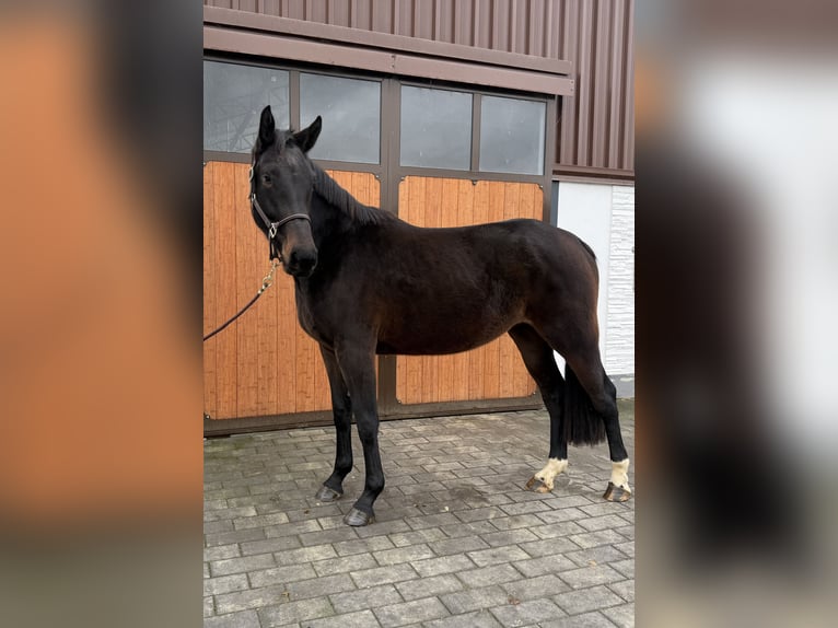 Westfaal Merrie 4 Jaar 173 cm Donkerbruin in Dornburg