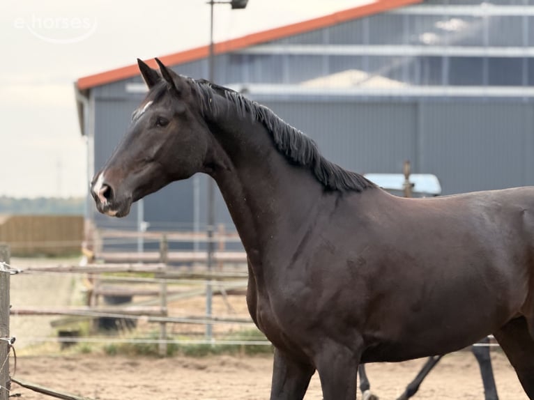 Westfaal Merrie 4 Jaar 173 cm Zwartbruin in Velpke