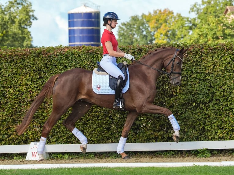 Westfaal Merrie 4 Jaar 174 cm Donkere-vos in Münster