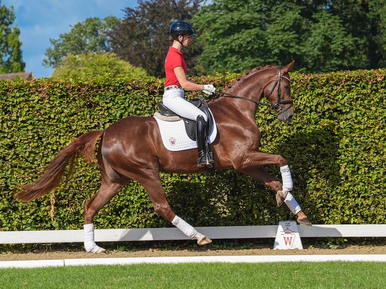 Westfaal Merrie 4 Jaar 174 cm Donkere-vos in Münster