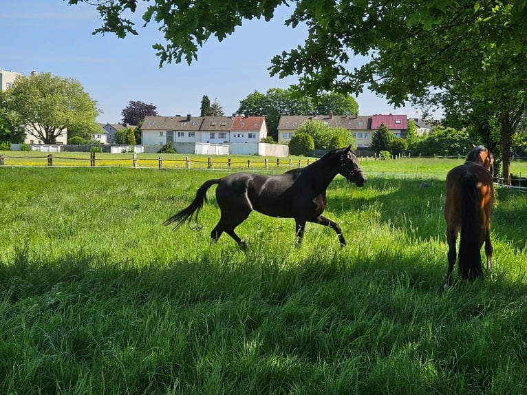 Westfaal Merrie 4 Jaar 174 cm Zwart in Gevelsberg