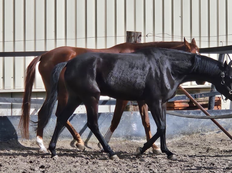 Westfaal Merrie 4 Jaar 174 cm Zwart in Gevelsberg