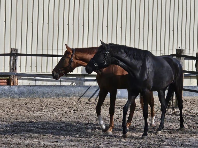 Westfaal Merrie 4 Jaar 174 cm Zwart in Gevelsberg