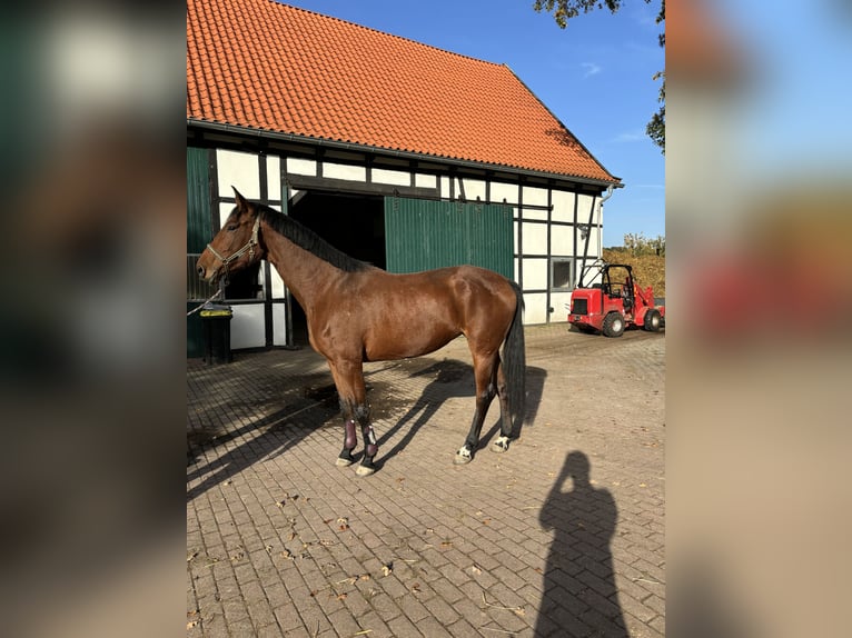 Westfaal Merrie 4 Jaar 175 cm Bruin in Bönen