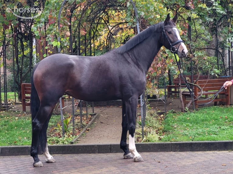 Westfaal Merrie 4 Jaar 175 cm Donkerbruin in Taunusstein