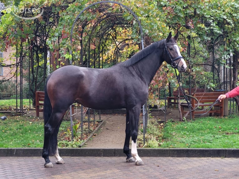 Westfaal Merrie 4 Jaar 175 cm Donkerbruin in Taunusstein
