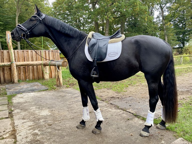Westfaal Merrie 4 Jaar 175 cm Zwart in Amelinghausen