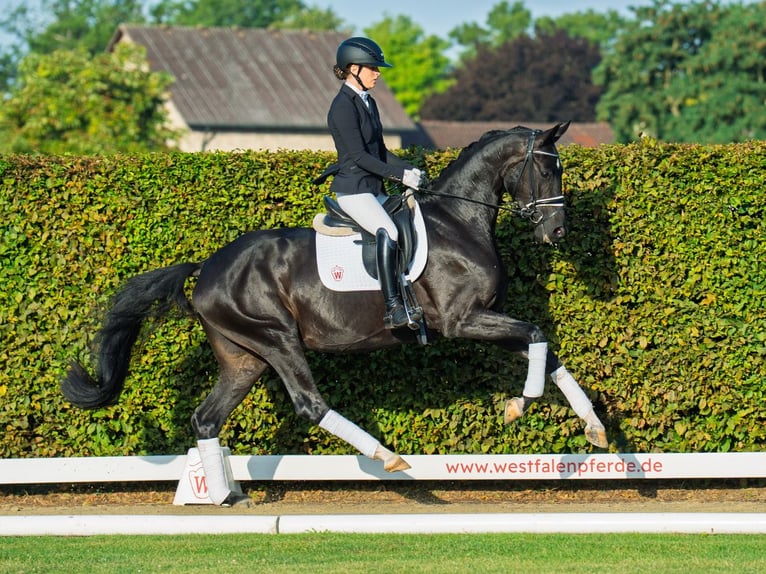 Westfaal Merrie 4 Jaar 175 cm Zwartbruin in M&#xFC;nster-Handorf