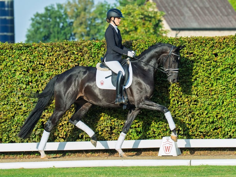 Westfaal Merrie 4 Jaar 175 cm Zwartbruin in M&#xFC;nster-Handorf