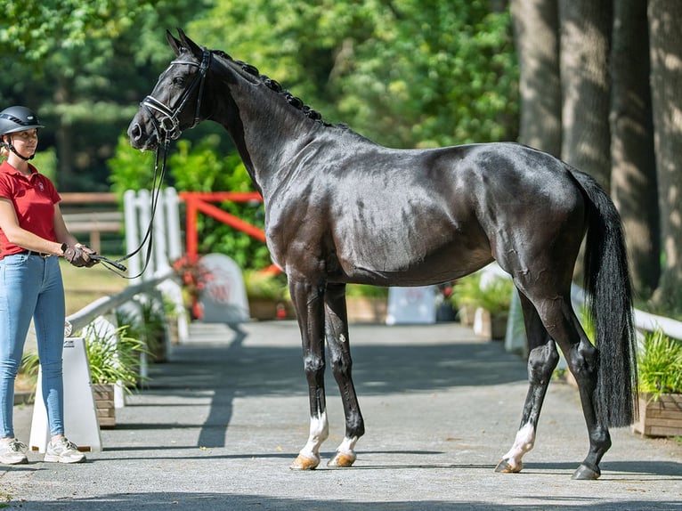 Westfaal Merrie 4 Jaar 175 cm Zwartbruin in M&#xFC;nster-Handorf
