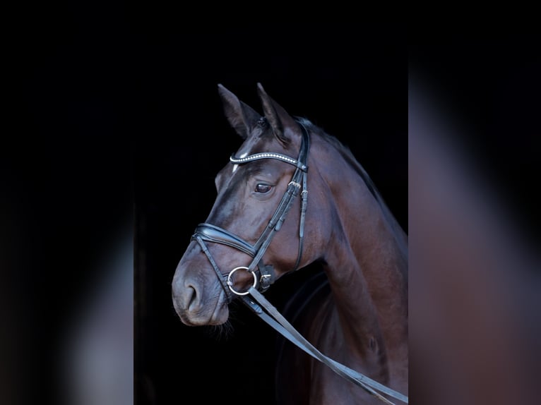 Westfaal Merrie 4 Jaar 175 cm Zwartbruin in Saerbeck