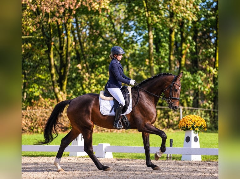 Westfaal Merrie 4 Jaar 176 cm Bruin in Ibbenbüren